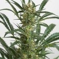 Amnesia XXL Autofloreciente (Dinafem)