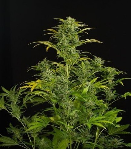 Blue Amnesia XXL Autofloreciente (Dinafem)