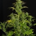 Blue Amnesia XXL Autofloreciente (Dinafem)