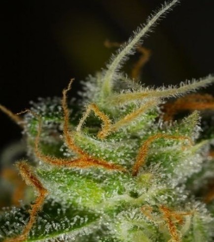 Blue Critical Autofloreciente (Dinafem)