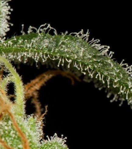 Cheese Autoflowering (Dinafem)