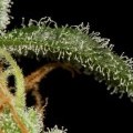 Cheese Autoflowering (Dinafem)