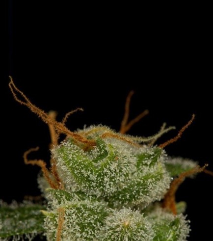 Cheese Autoflowering (Dinafem)