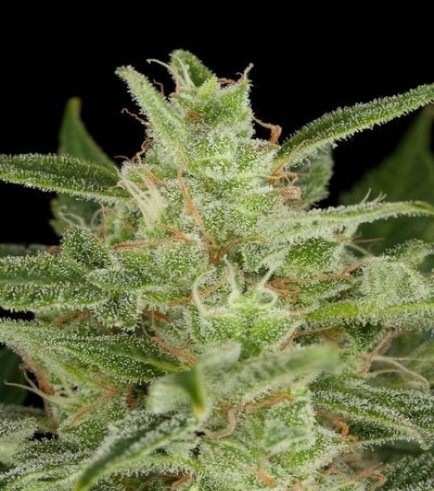 Critical Jack Autofloreciente (Dinafem)