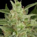 Critical Jack Autofloreciente (Dinafem)