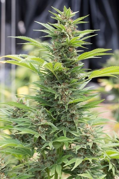 Diesel Strain Information - CannaConnection