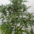 Dinamex Autoflowering (Dinafem)