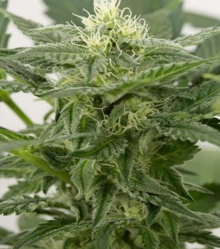 Dinamex Autoflowering (Dinafem)