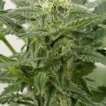 Dinamex Autoflowering (Dinafem)