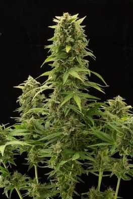 Jack Herer - Strain Information - CannaConnection