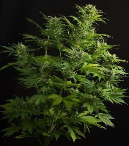 Haze XXL Autoflowering (Dinafem)