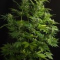 Haze XXL Autofloreciente (Dinafem)