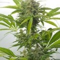 Haze XXL Autofloreciente (Dinafem)