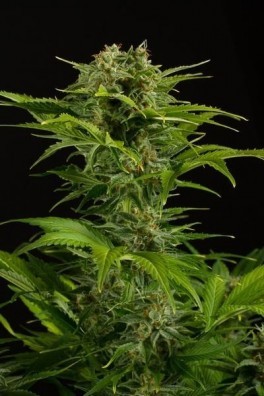 Jack Herer - Strain Information - CannaConnection