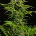 Haze XXL Autoflowering (Dinafem)