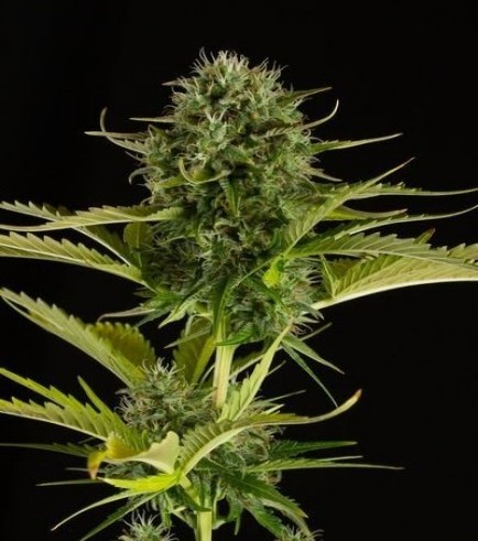 Kush-N-Cheese Autoflowering (Dinafem)