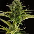 Kush-N-Cheese Autoflowering (Dinafem)