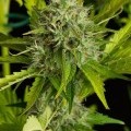 Kush-N-Cheese Autofloreciente (Dinafem)