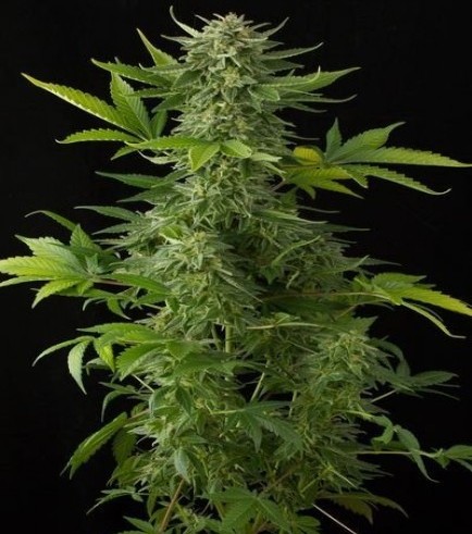 Moby Dick Autofloreciente (Dinafem)