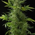 Moby Dick Autoflowering (Dinafem)