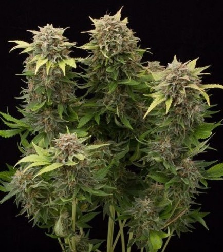 Moby Dick Autofloreciente (Dinafem)