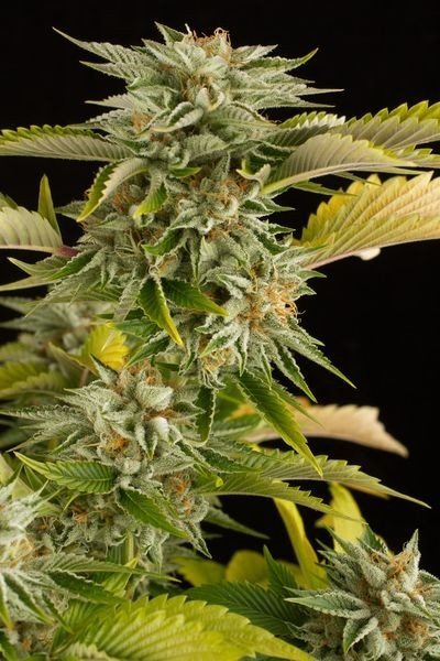 OG Kush Strain Information CannaConnection OG Kush Strain Information CannaConnection