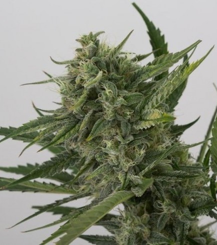 OG Kush Autofloreciente (Dinafem)