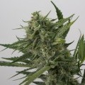 OG Kush Autofloreciente (Dinafem)