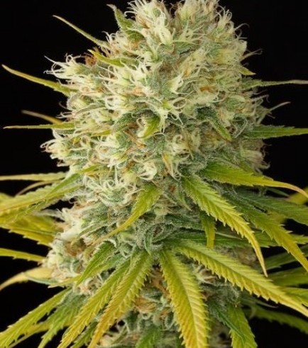 Amnesia Marijuana Strain Information