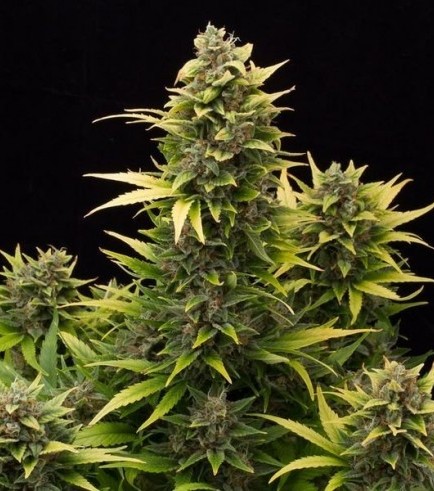 Original Amnesia Autoflowering (Dinafem)