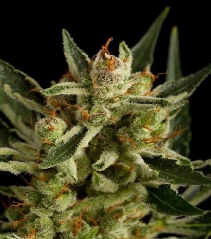 Original Amnesia Autoflowering (Dinafem)