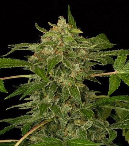 White Cheese Autoflowering (Dinafem)