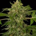 White Cheese Autoflowering (Dinafem)