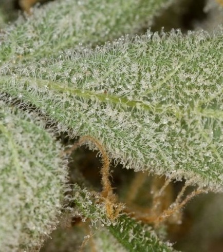 White Widow Autofloreciente (Dinafem)