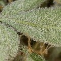 White Widow Autofloreciente (Dinafem)