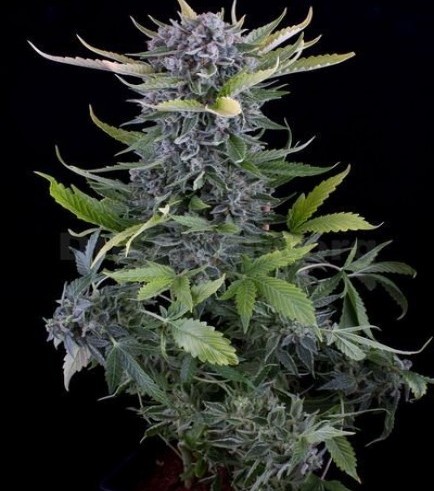 White Widow Autofloreciente (Dinafem)