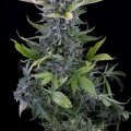 White Widow Autoflowering (Dinafem)