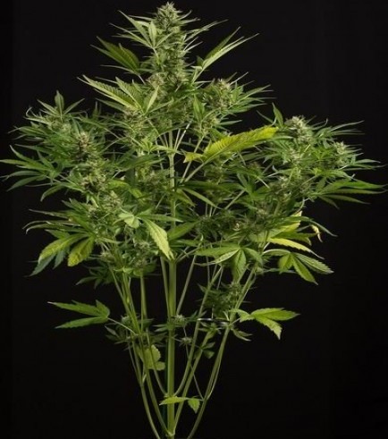 White Widow XXL Autofloreciente (Dinafem)