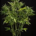 White Widow XXL Autofloreciente (Dinafem)