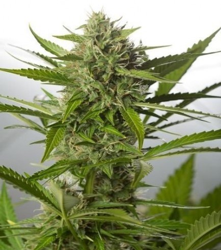 White Widow XXL Autofloreciente (Dinafem)