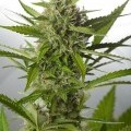 White Widow XXL Autofloreciente (Dinafem)