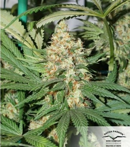 Master Kush (Dutch Passion)