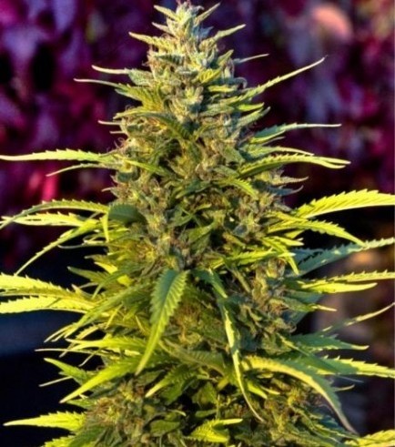 Orange Bud (Dutch Passion)