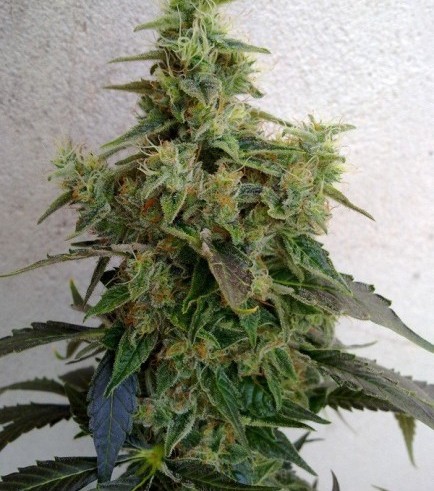 Dieseltonic (Resin Seeds)