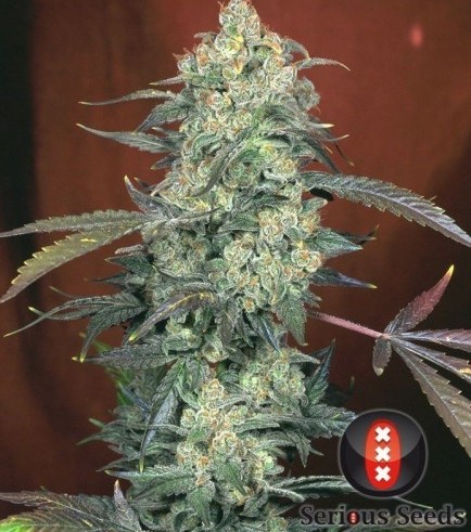 AK-47 (Serious Seeds)