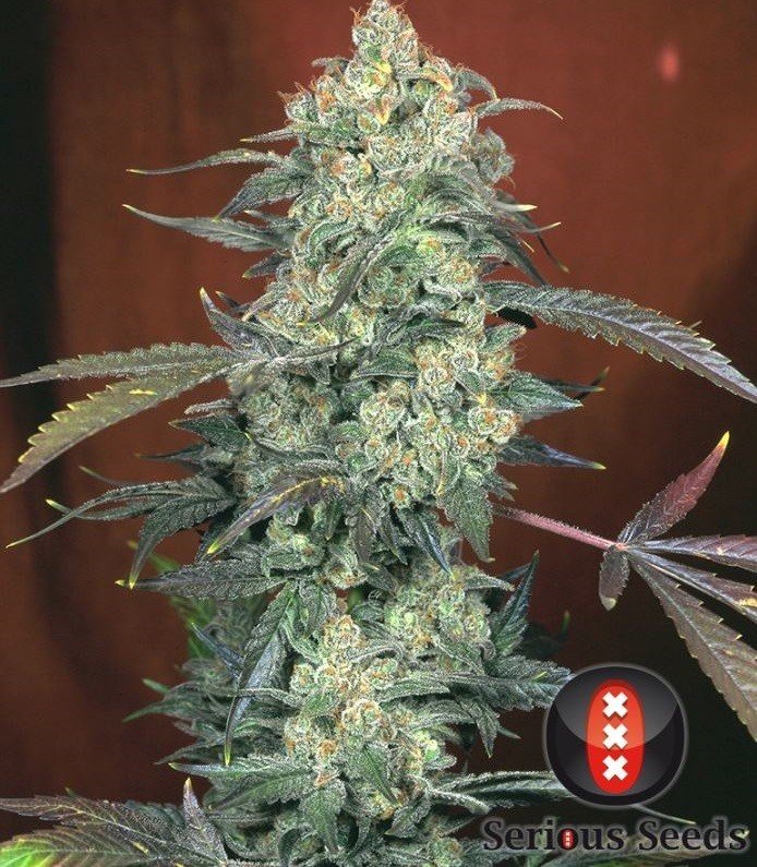 AK-47 (Serious Seeds) .