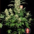 AK-47 (Serious Seeds)