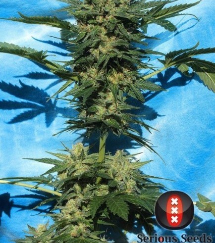 Autoflowering White Russian 1 (Serious Seeds)