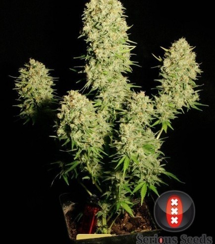 chronic serious seeds strain strains