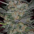 Cheese Quake (TGA Subcool Seeds)